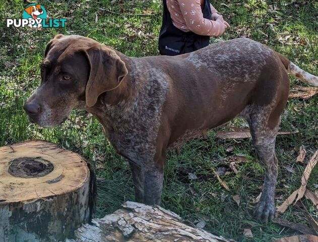 German shorthaired pointers