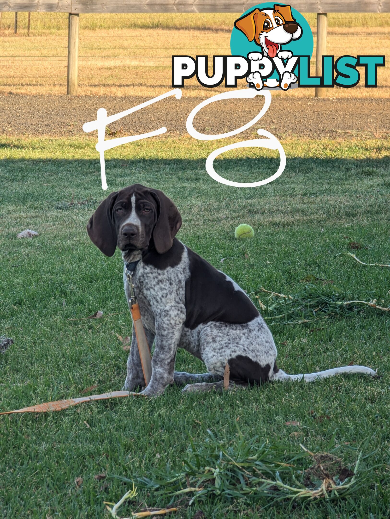 German shorthaired pointers