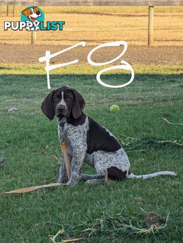 German shorthaired pointers