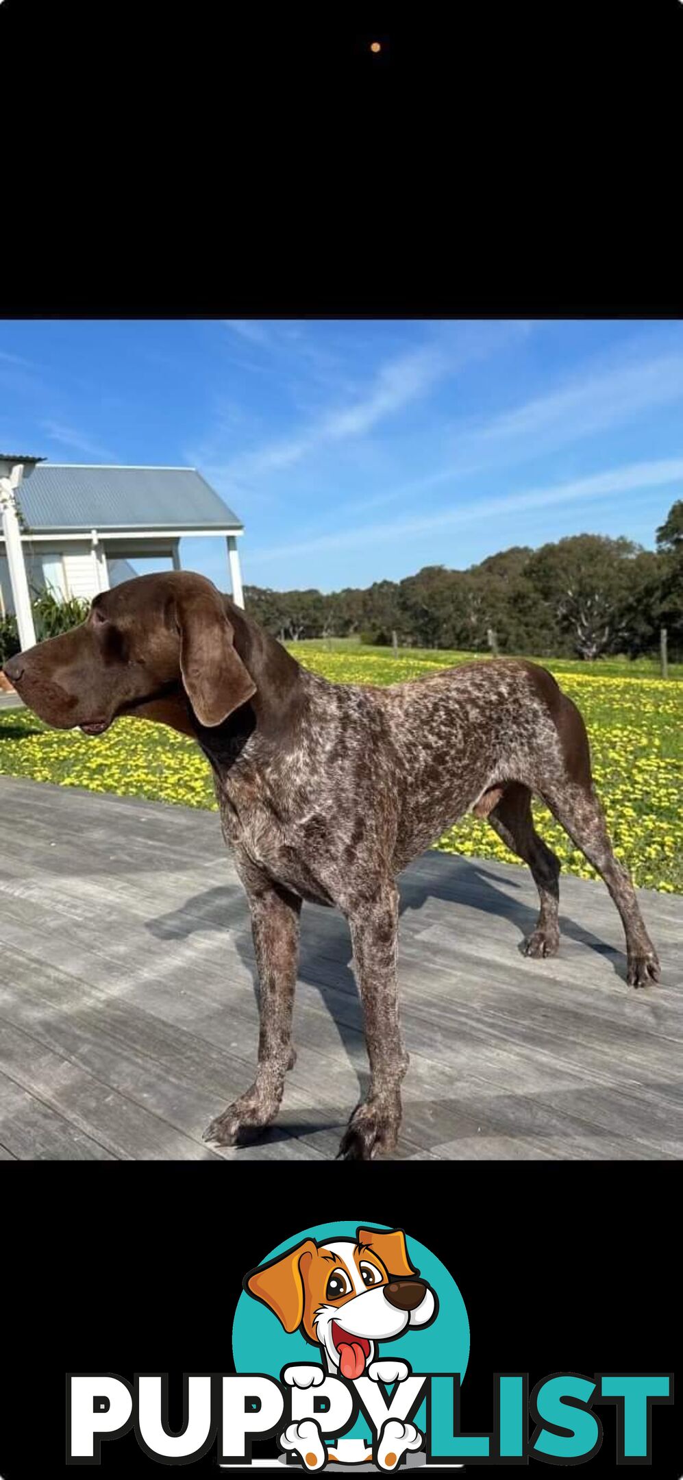 German shorthaired pointers