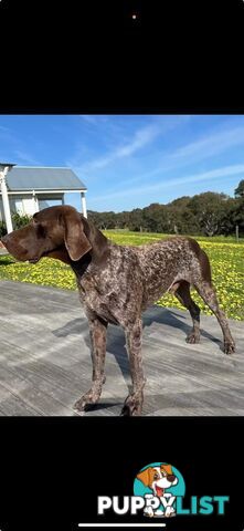 German shorthaired pointers