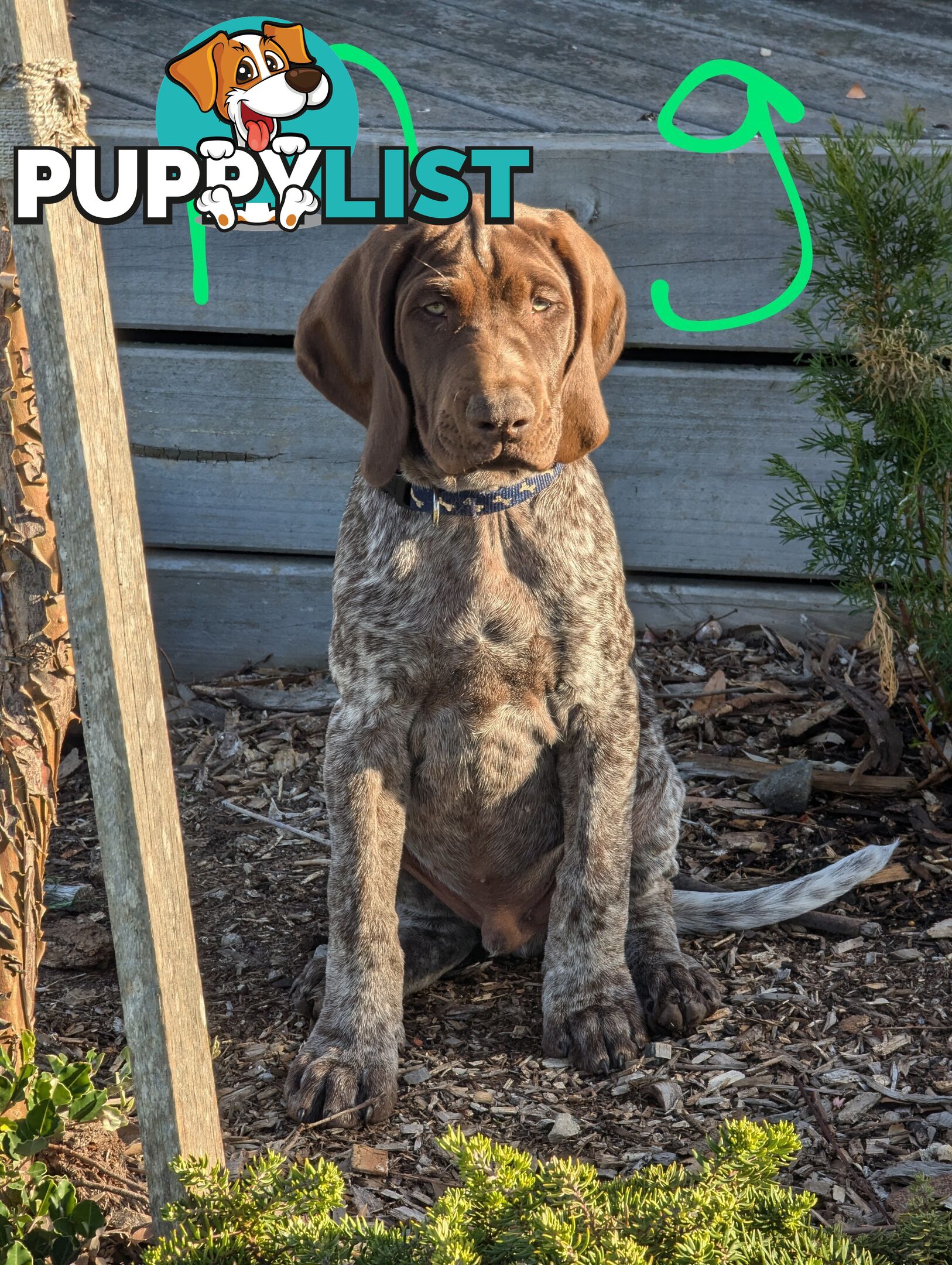 German shorthaired pointers