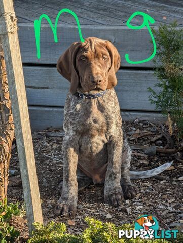 German shorthaired pointers