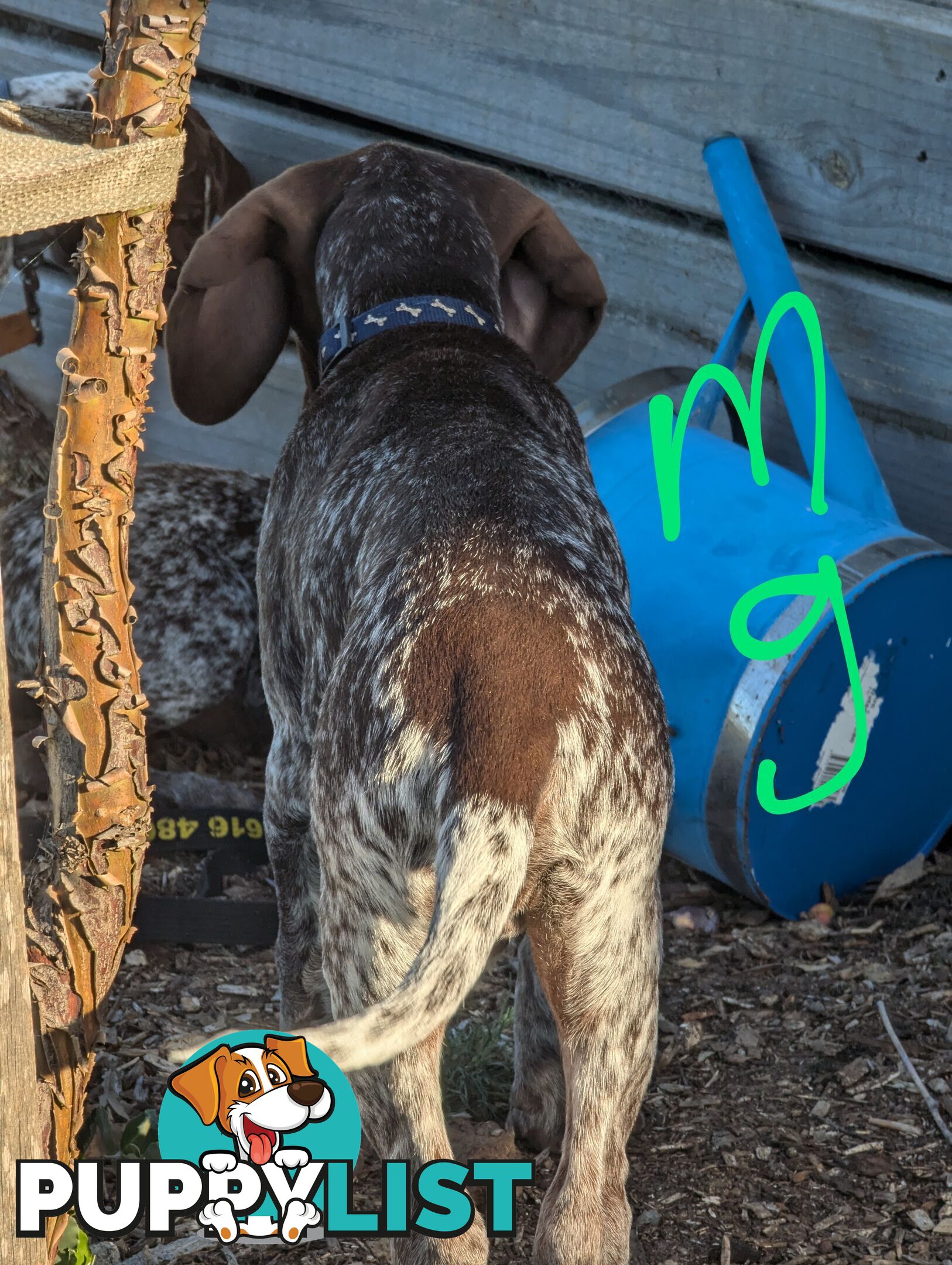 German shorthaired pointers