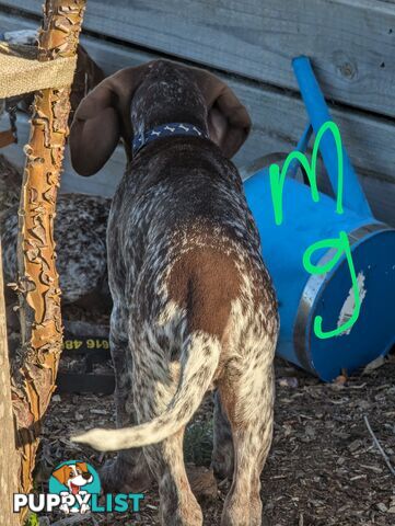 German shorthaired pointers