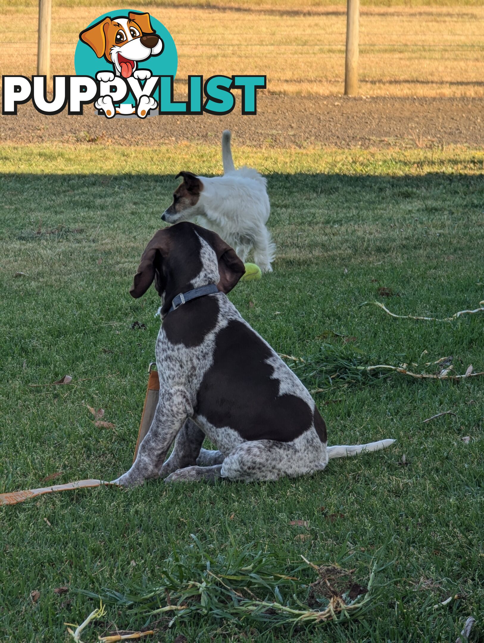 German shorthaired pointers