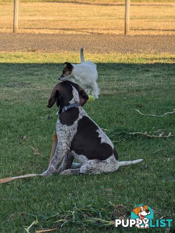 German shorthaired pointers