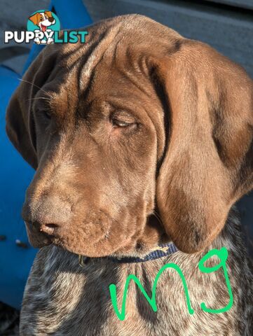 German shorthaired pointers