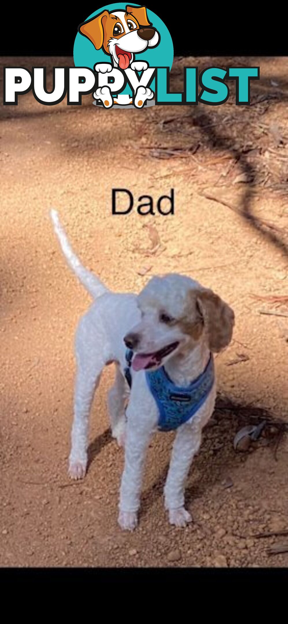 Cavoodle Puppies - READY NOW