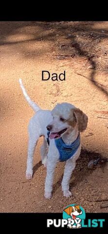 Cavoodle Puppies - READY NOW