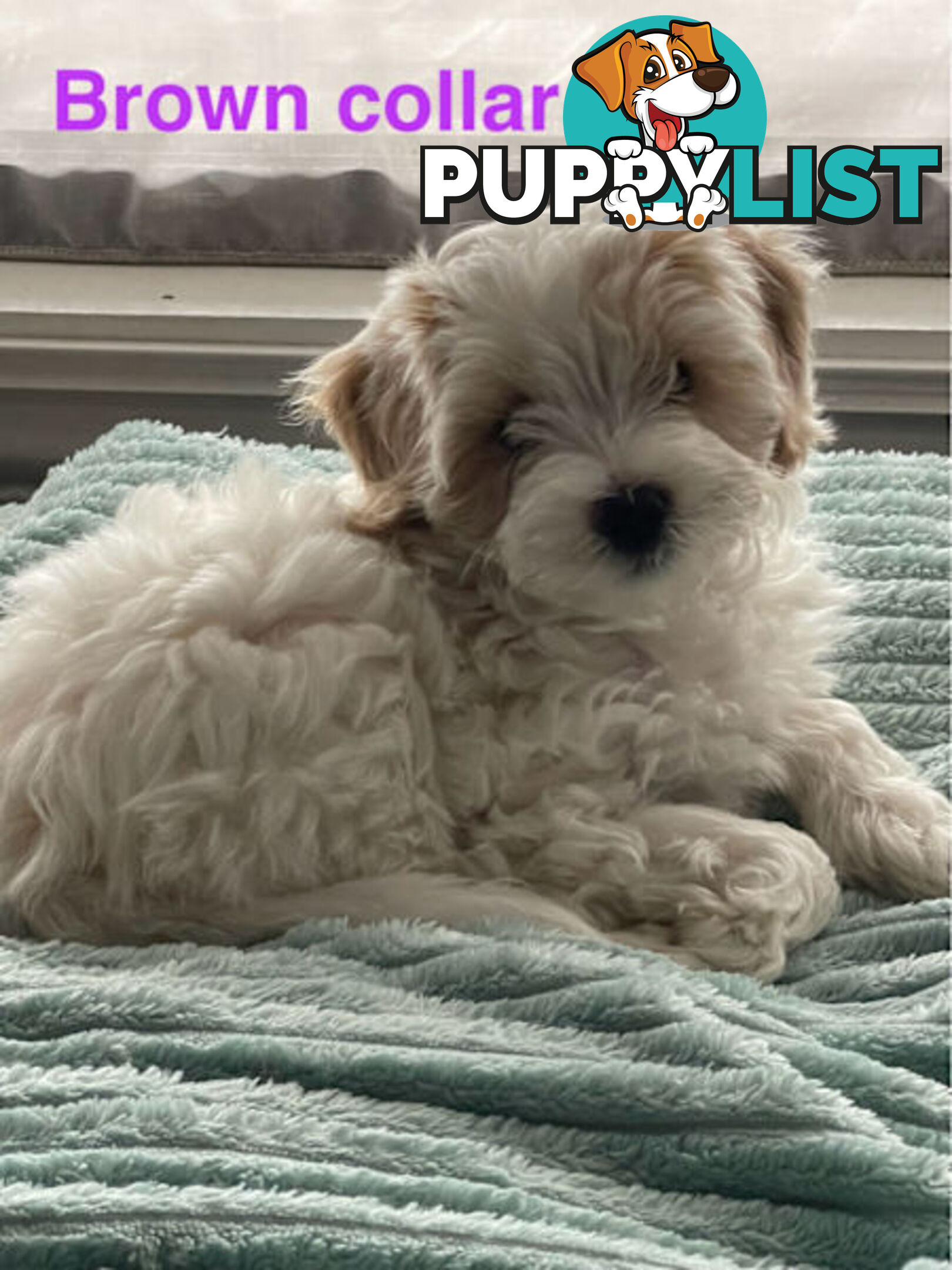 Cavoodle Puppies - READY NOW
