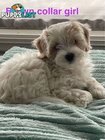 Cavoodle Puppies - READY NOW