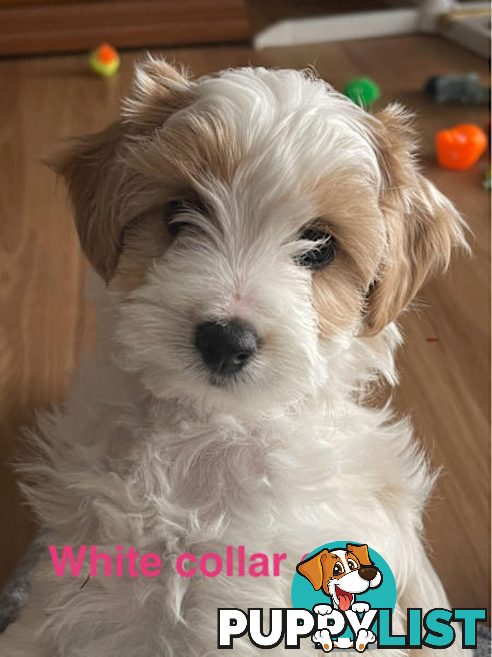 Cavoodle Puppies - READY NOW