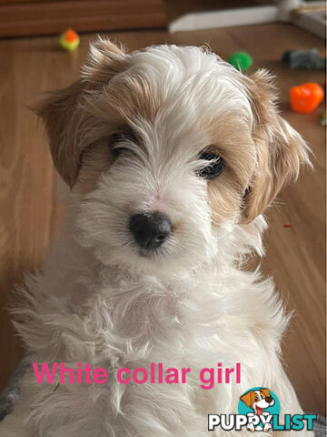 Cavoodle Puppies - READY NOW