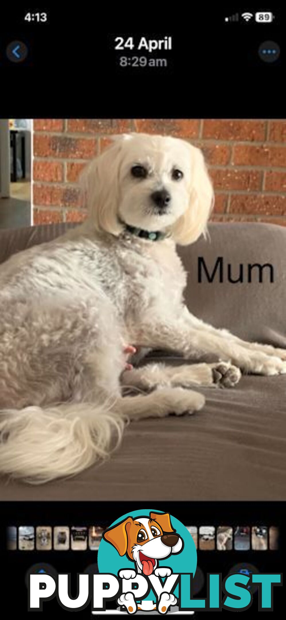 Cavoodle Puppies - READY NOW