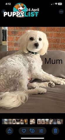 Cavoodle Puppies - READY NOW