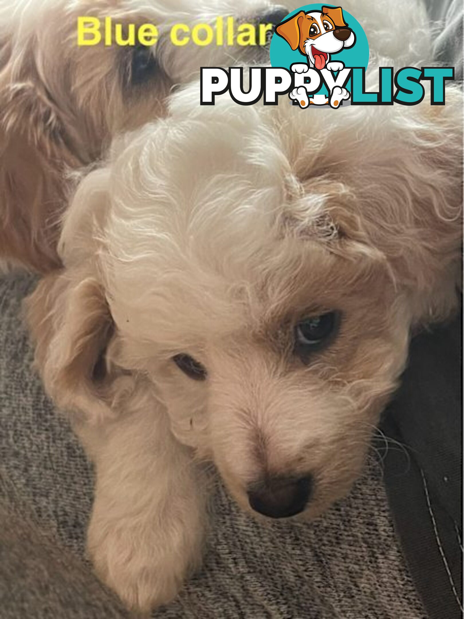 Cavoodle Puppies - READY NOW