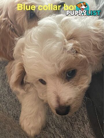 Cavoodle Puppies - READY NOW