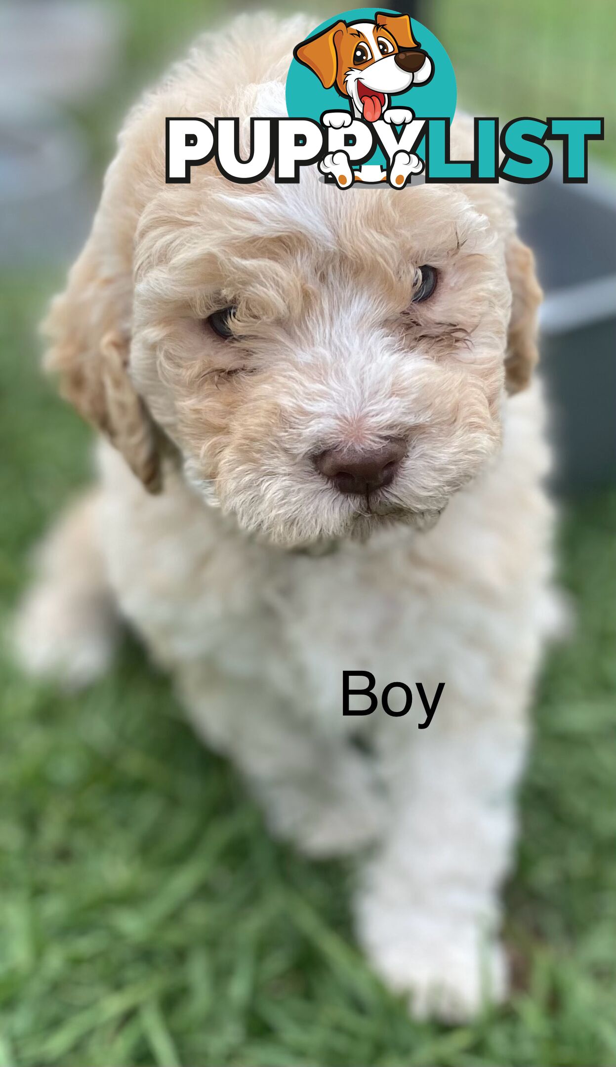 Lagotto