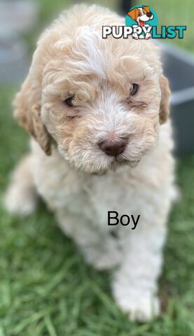 Lagotto