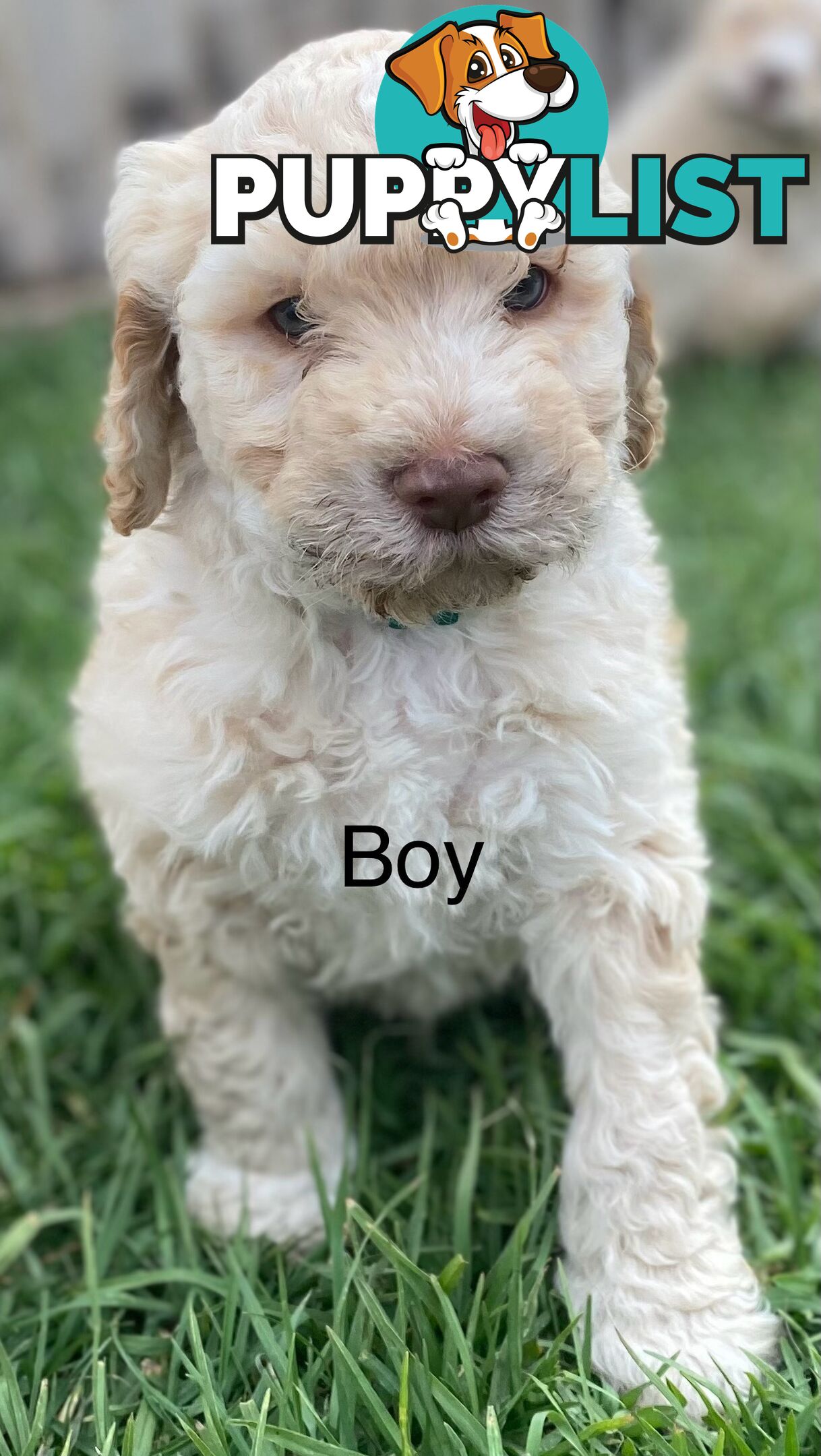 Lagotto