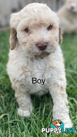 Lagotto