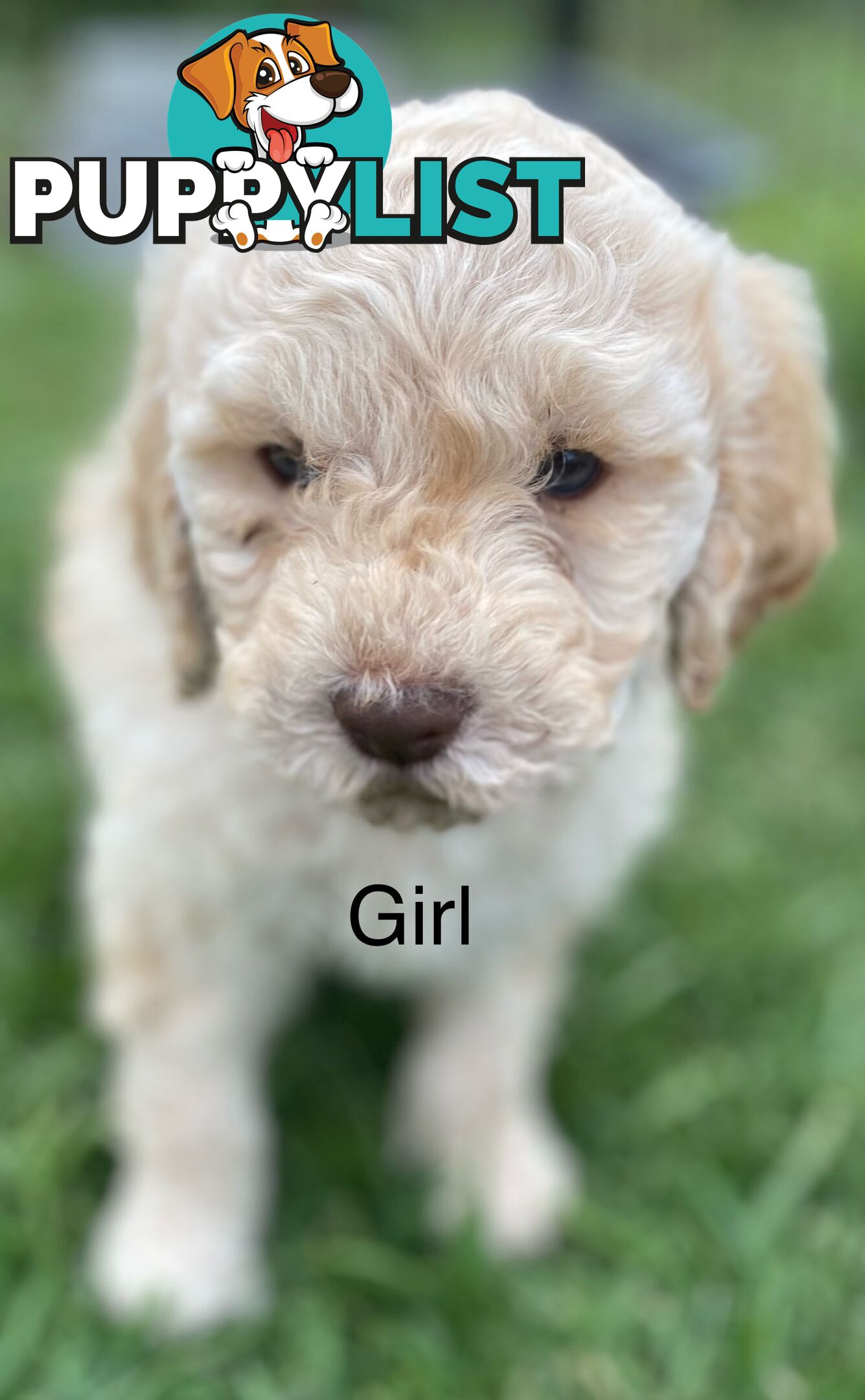 Lagotto