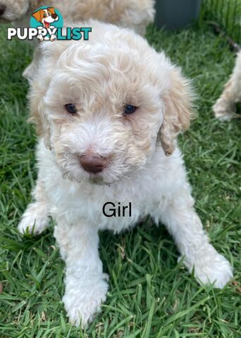 Lagotto