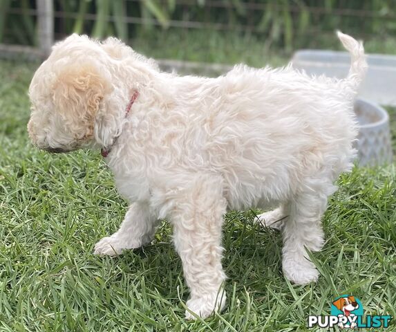 Lagotto