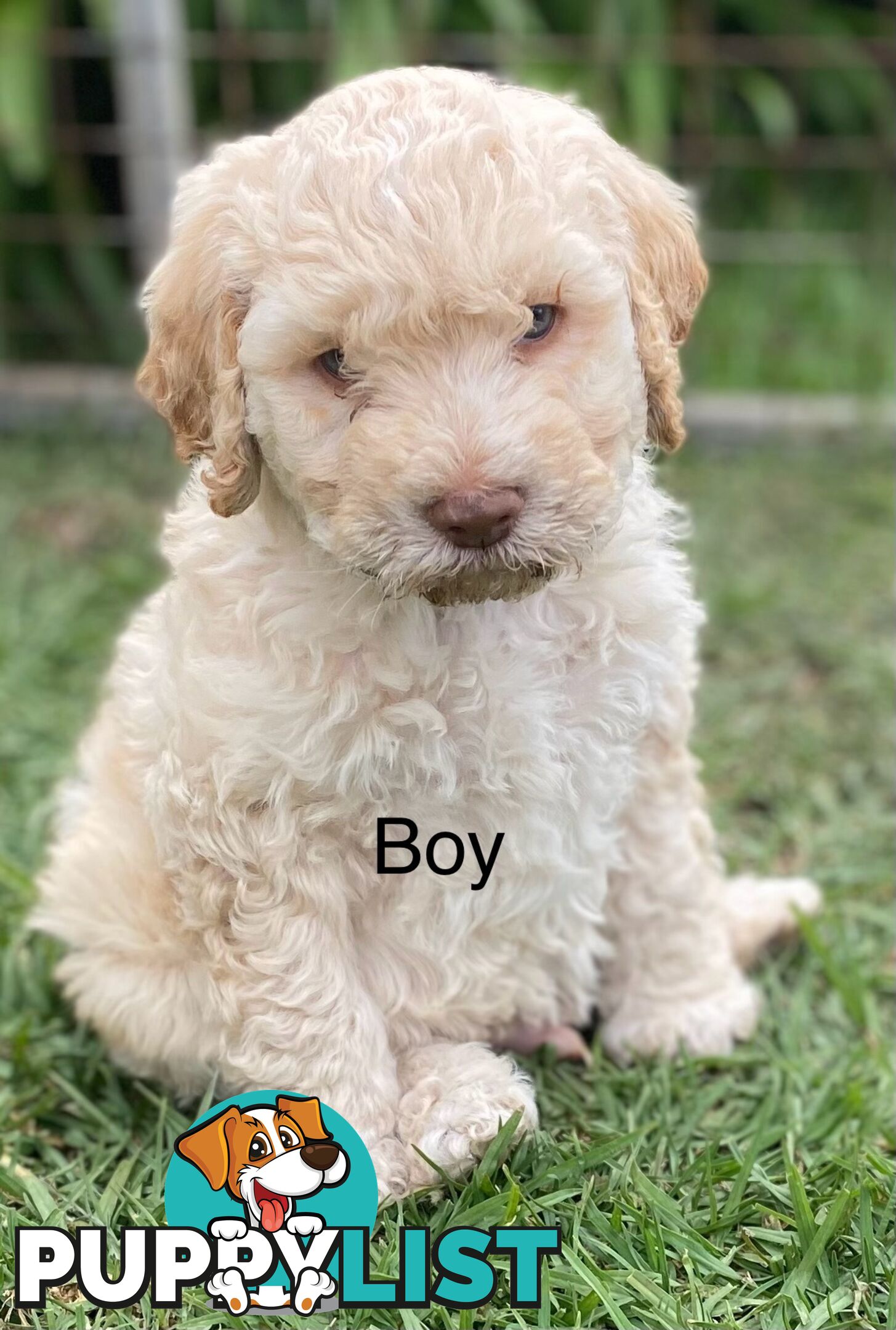 Lagotto