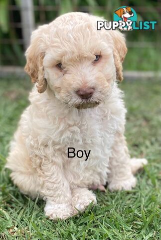 Lagotto