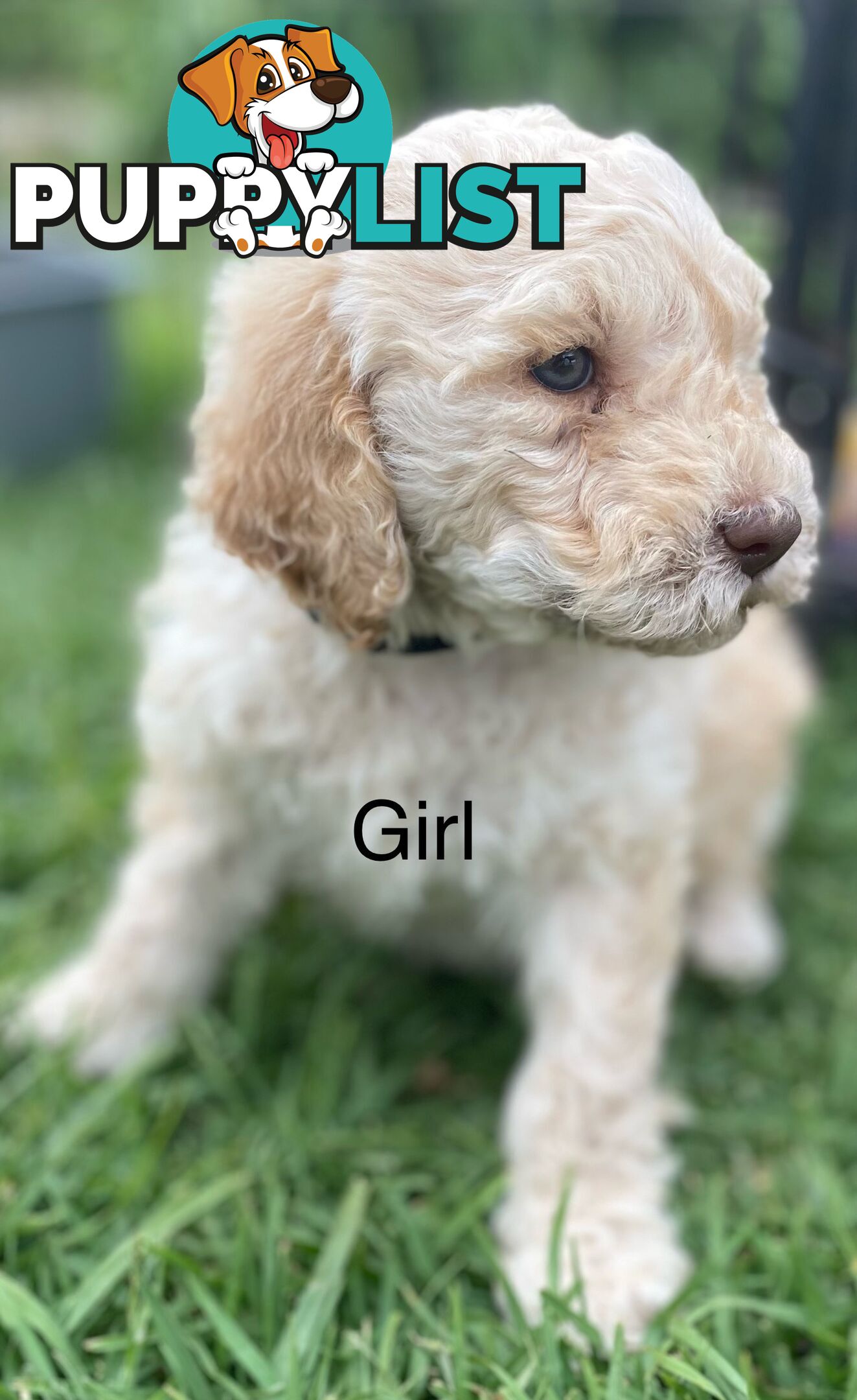 Lagotto