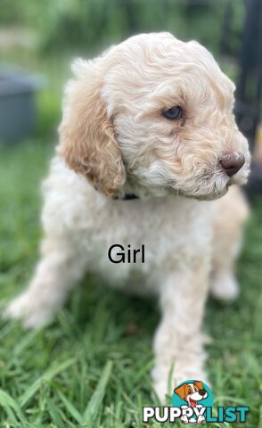 Lagotto