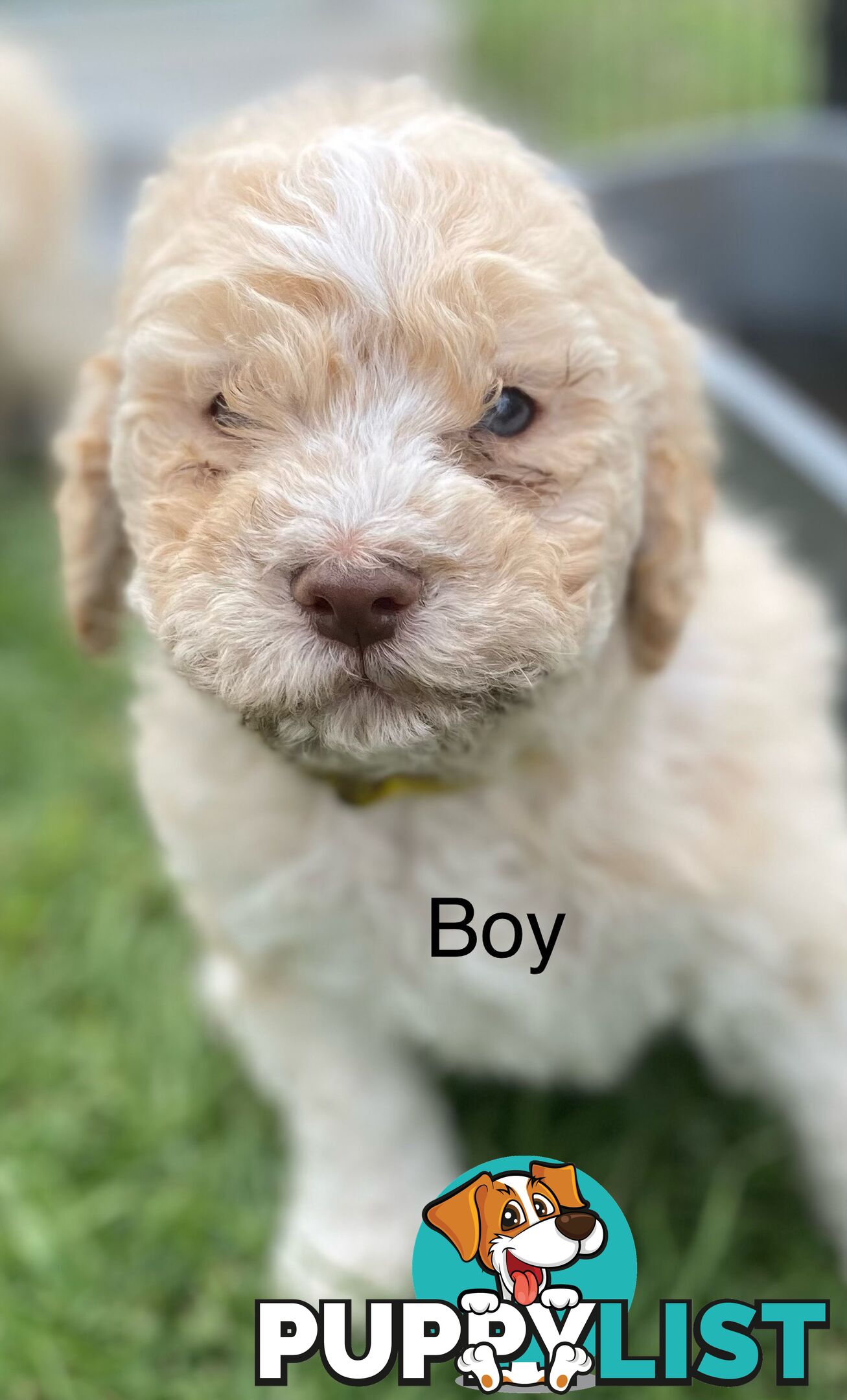 Lagotto