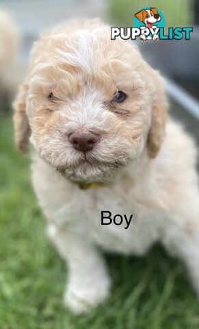 Lagotto