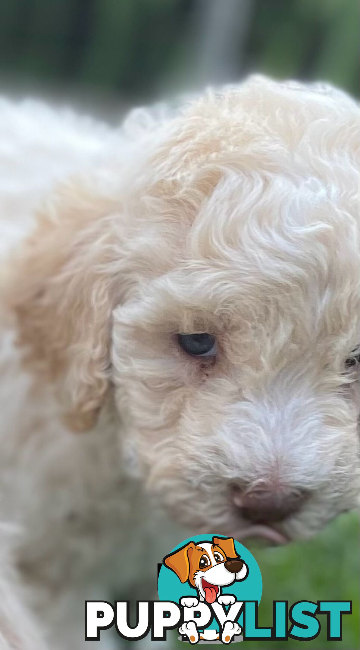 Lagotto