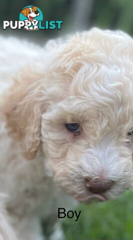 Lagotto