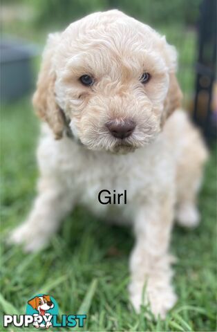 Lagotto