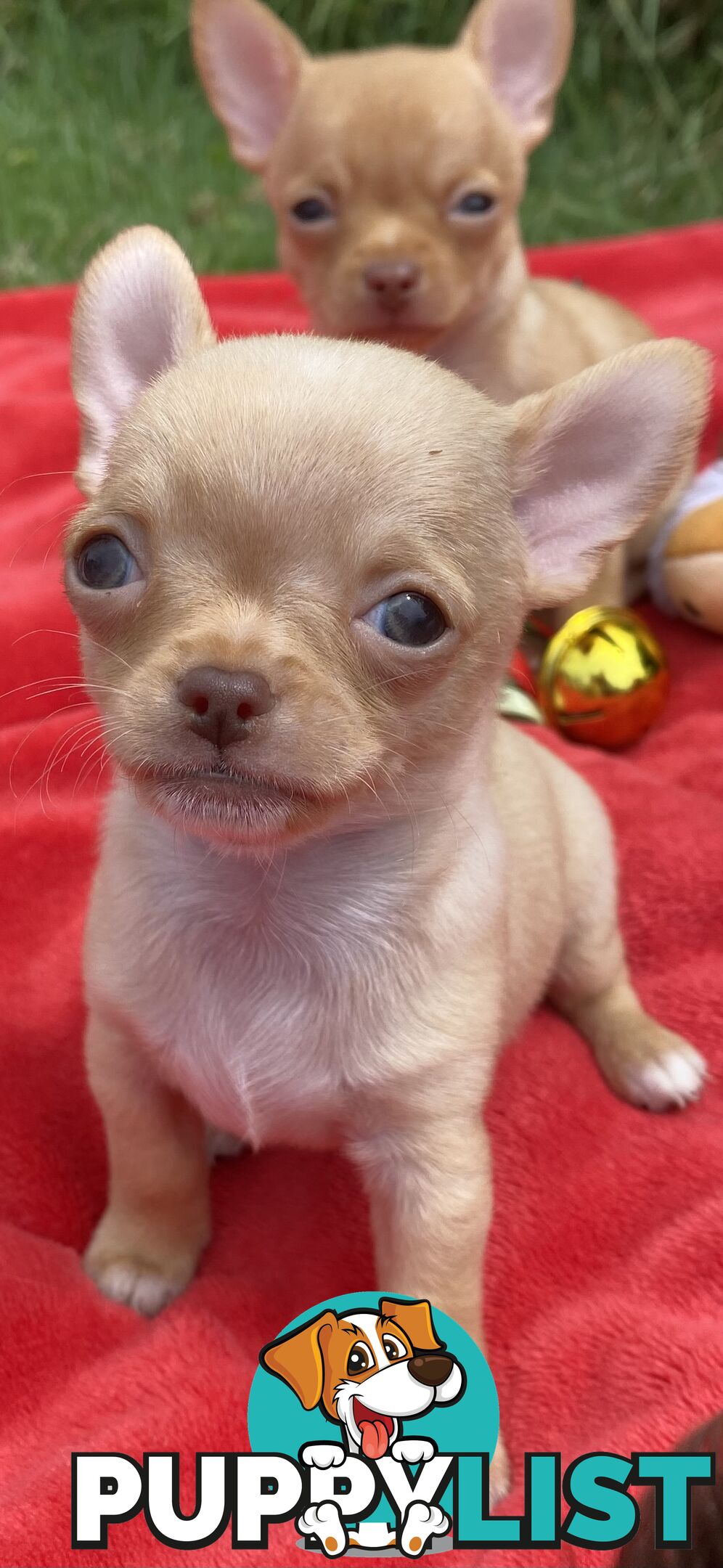 Pure chihuahua