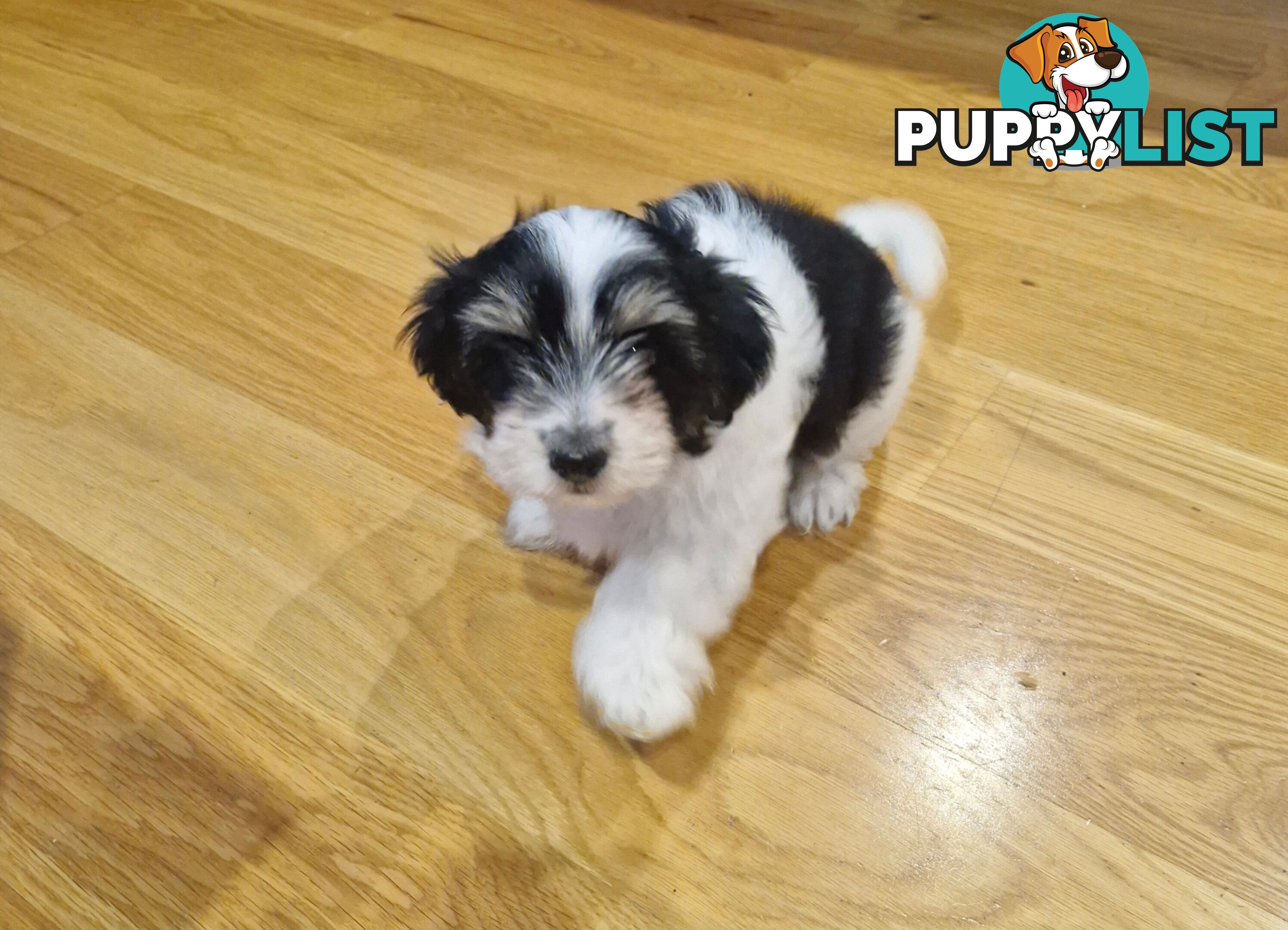 Maltese puppy for sale