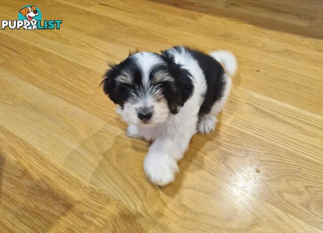 Maltese puppy for sale