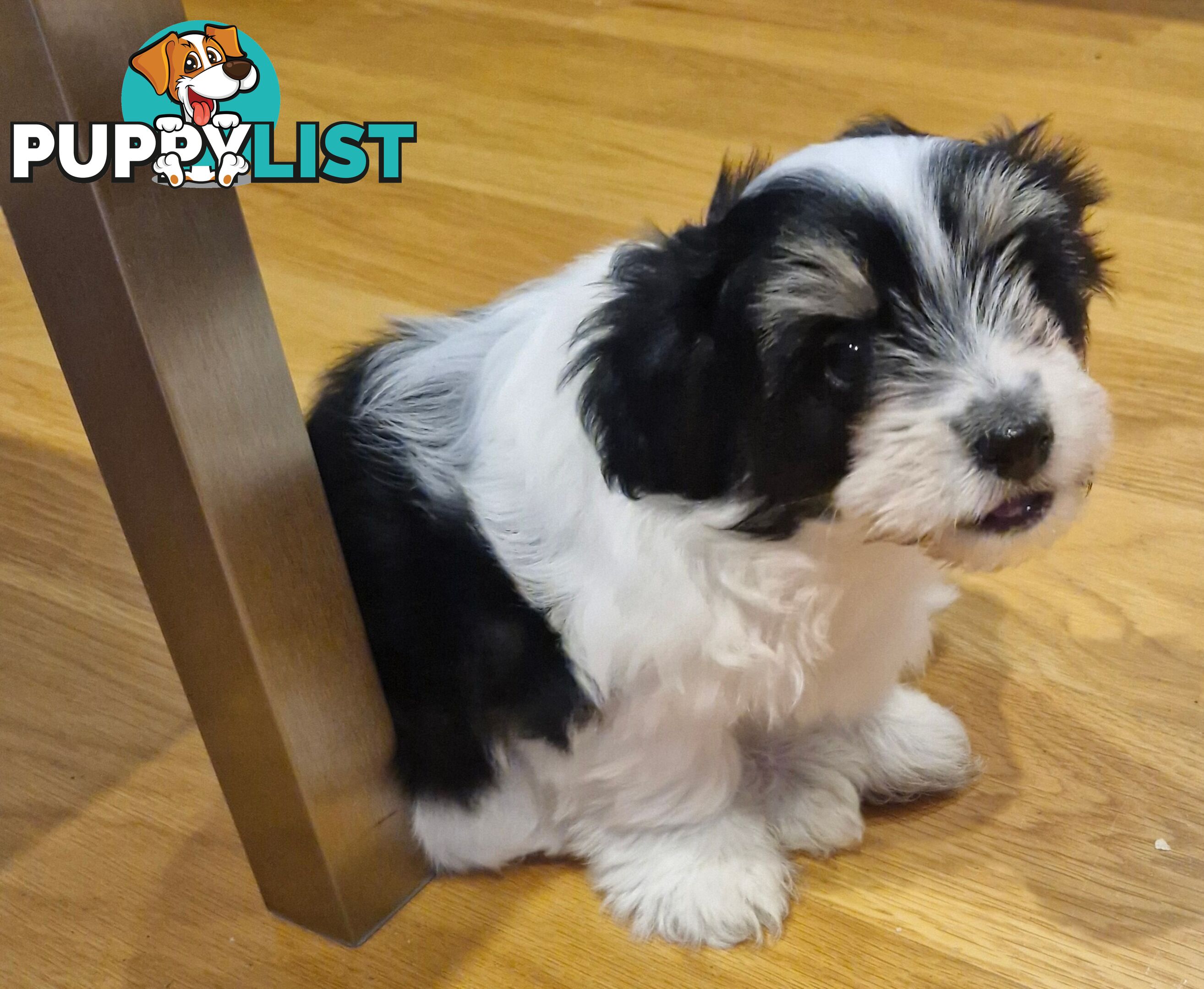 Maltese puppy for sale