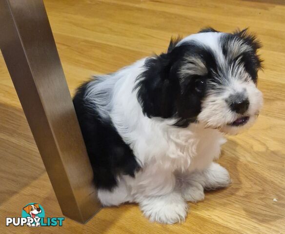 Maltese puppy for sale