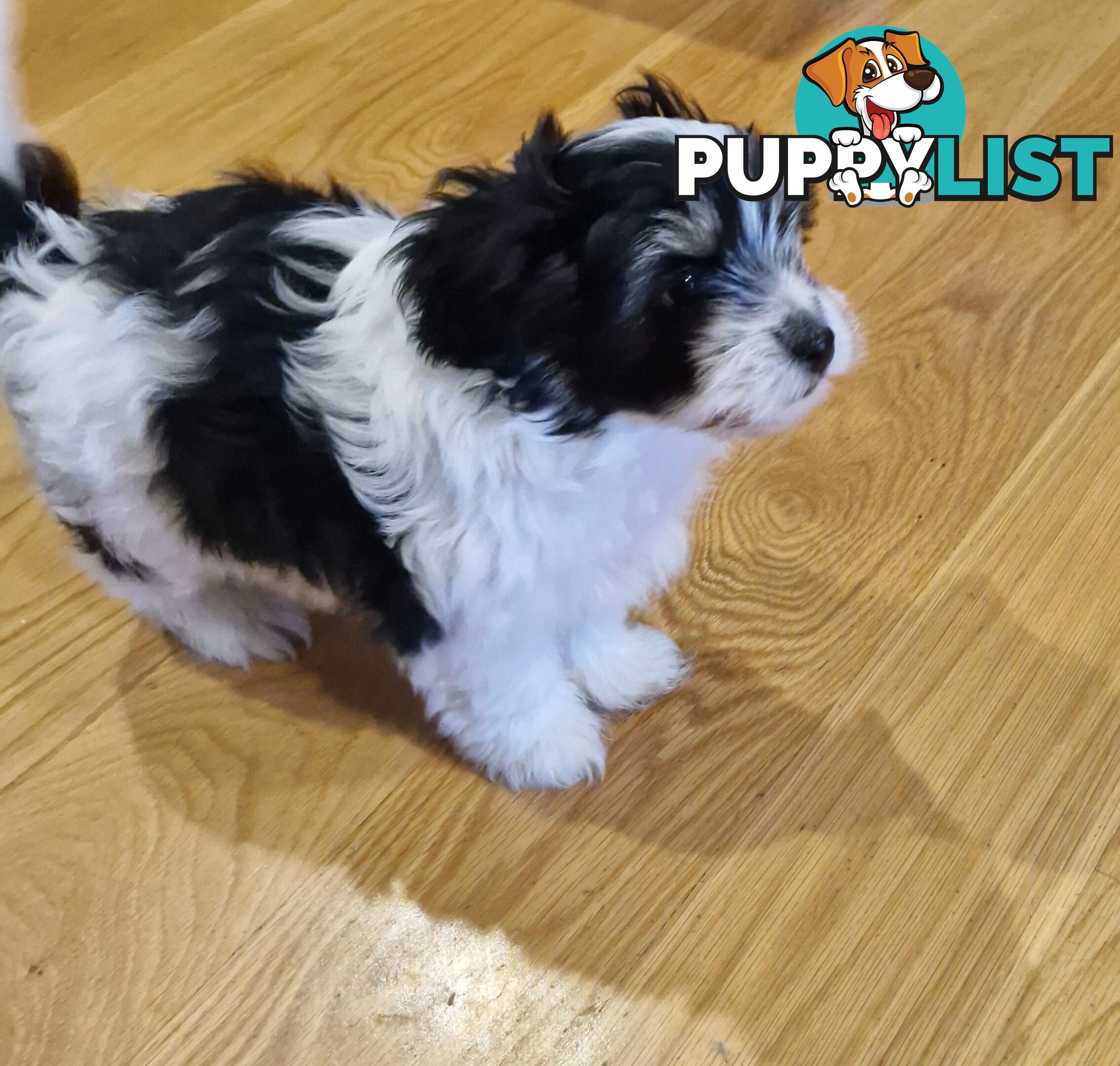 Maltese puppy for sale