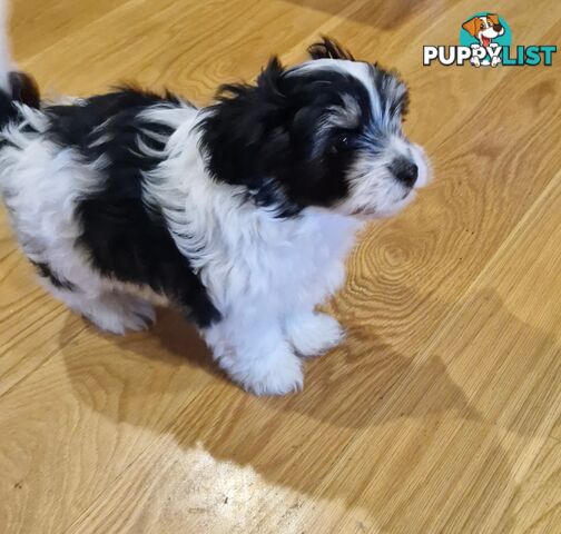 Maltese puppy for sale