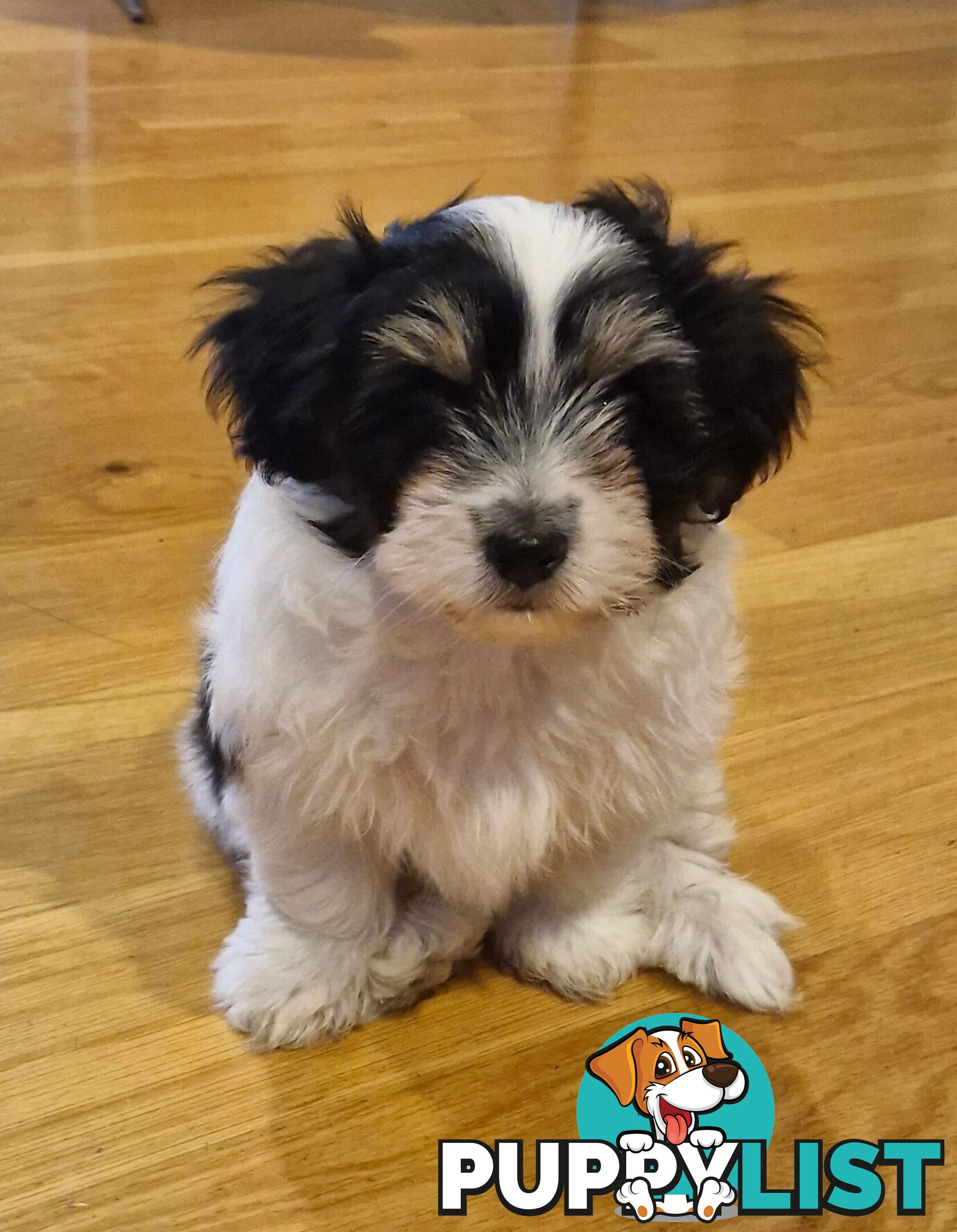Maltese puppy for sale