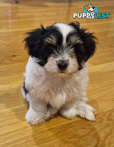 Maltese puppy for sale