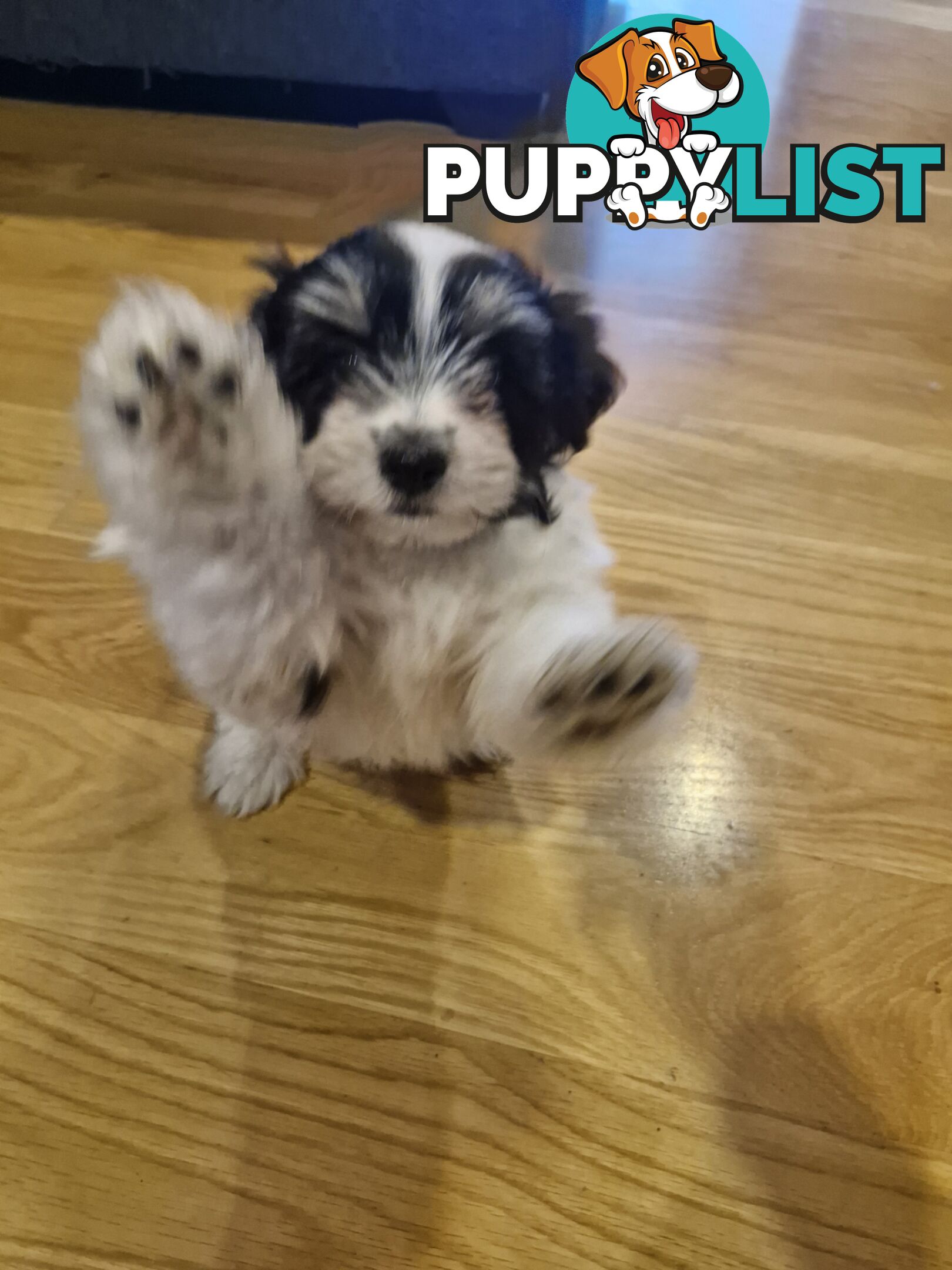 Maltese puppy for sale