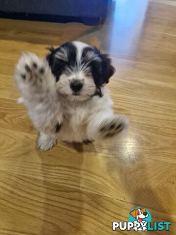 Maltese puppy for sale