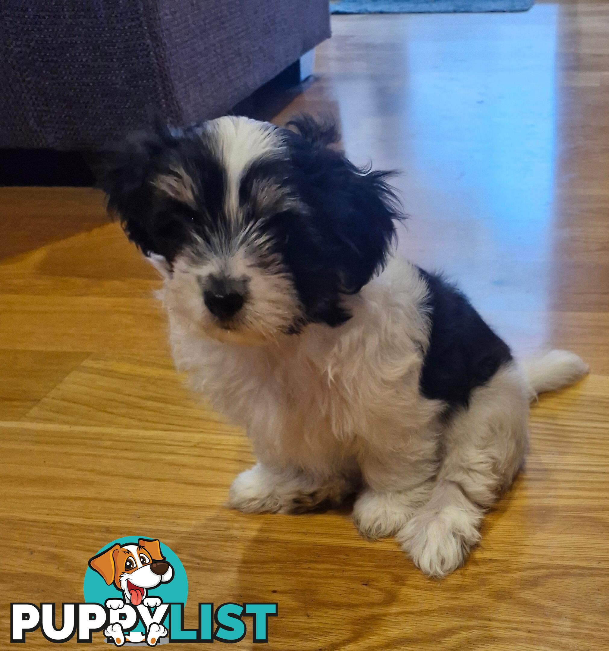 Maltese puppy for sale